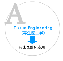 	Tissue Engineering（再生医工学）